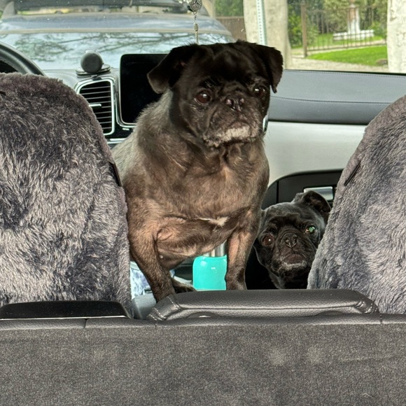 🌟🌟🌟🌟🌟 AMBASSADOR - Picture 12 of 16